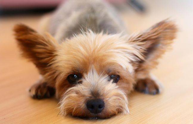 Haute-Garonne : Elle vole le chien de son voisin et le balance par la fenêtre à l’arrivée des policiers