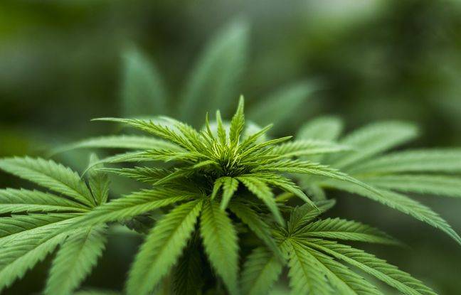 Vaucluse : Deux hommes interceptés au péage d’Orange avec 53 kg de cannabis