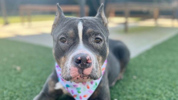 Elle abandonne son chien gravement malade avec un mot déchirant