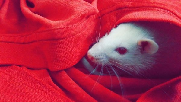 Son enfant l’appelle en pleine nuit, elle va le voir pour le rassurer et le retrouve dans une mare de sang