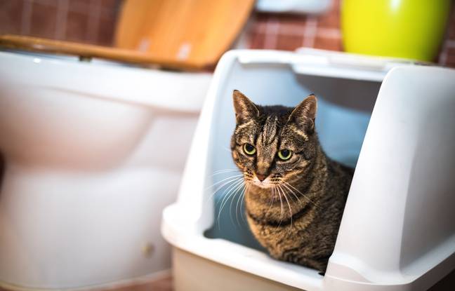 Oise : Des policiers tombent sur plus de 14.000 euros… dans la litière du chat