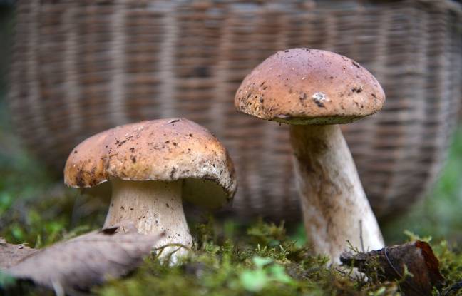 Drôme : Un homme qui ramassait des champignons grièvement blessé par un chasseur