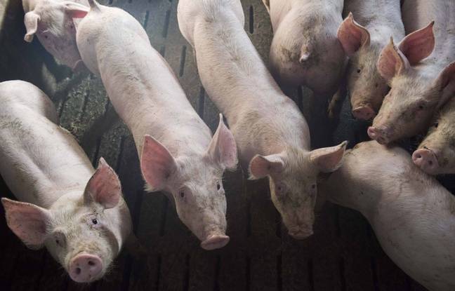 Morbihan : Une centaine de cochons meurent dans un accident