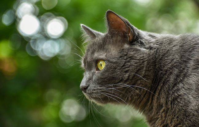 Pyrénées-Orientales : Un chat retrouvé mort coincé dans un piège à loups, une enquête ouverte