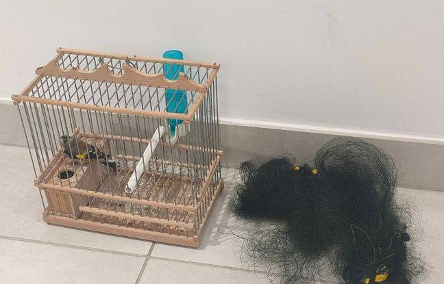 Gard : Un homme capturait des espèces d’oiseaux protégées en les attirant avec un spécimen détenu illégalement