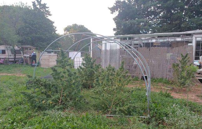 Gard : Un couple soupçonné de cultiver du cannabis dans le jardin
