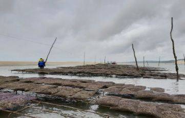 Bassin d’Arcachon : Seize tonnes d’huîtres saisies sur un parc ostréicole illégal