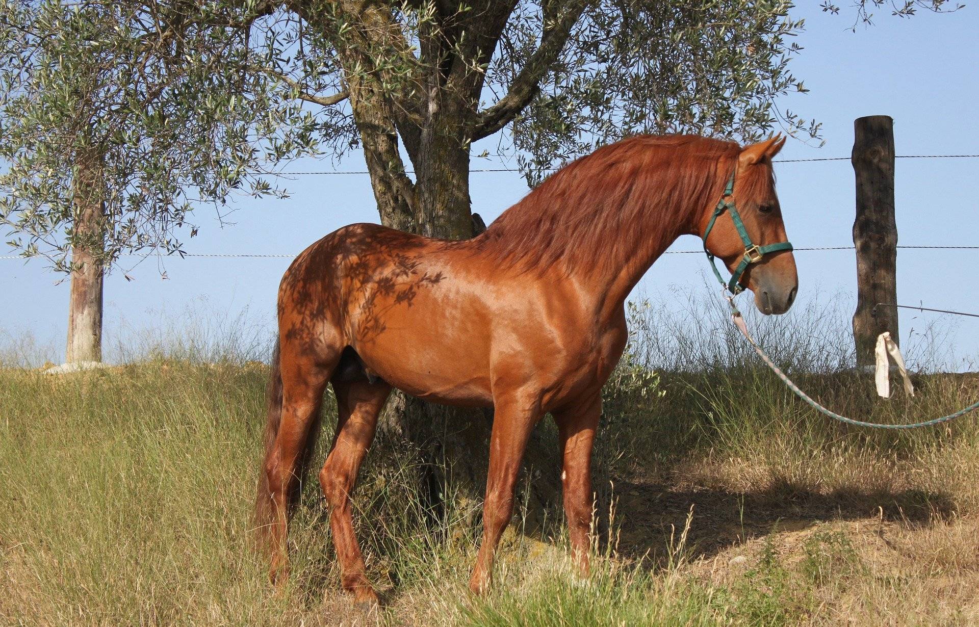 Loire-Atlantique : Gros moyens pour sauver un cheval de la vase