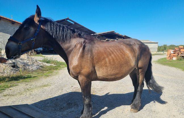 Haute-Garonne : Son cheval, ses chiens et chats étaient maltraités, elle finit en garde à vue