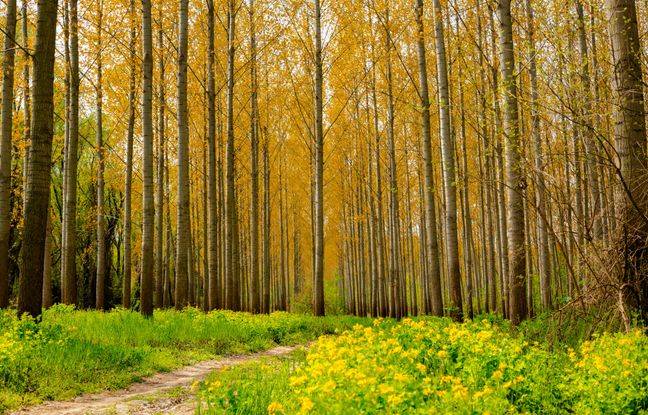 Doubs : Un homme retrouvé nu dans une mare de sang en pleine forêt