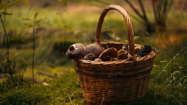 Confondu avec un sanglier, un cueilleur de champignons a vu la mort de près