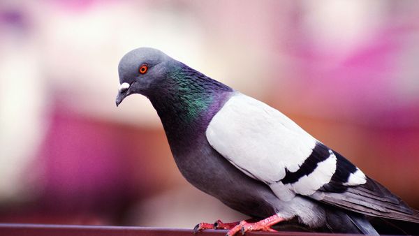 Des pigeons transformés en zombies ? Un terrifiant virus inquiète des scientifiques
