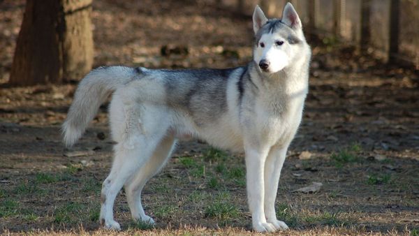 Elle prend un chien pour un loup et se livre à un terrible acte de barbarie