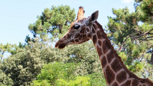 En pleine réserve naturelle, une mère et son bébé font une rencontre tragique avec une girafe