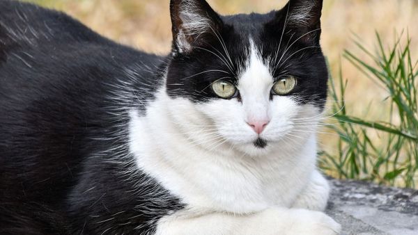 Ils font piquer leur chatte et découvrent deux mois après son euthanasie qu’elle a été adoptée