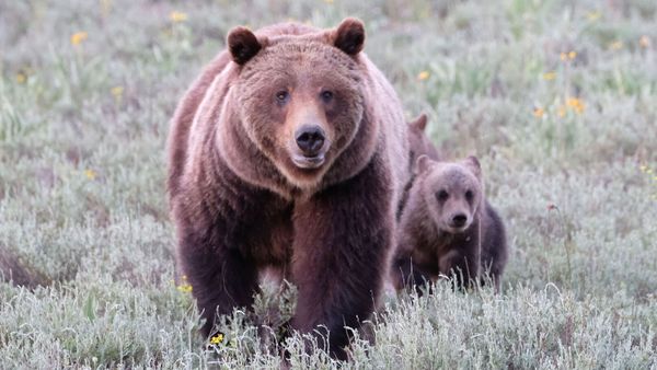 Ils ont failli être dévorés vivants par un grizzly, voilà pourquoi ils ont survécu