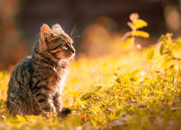 TÉMOIGNAGE Je veux appeler mon fils comme mon chat décédé mais mon mari me trouve immature