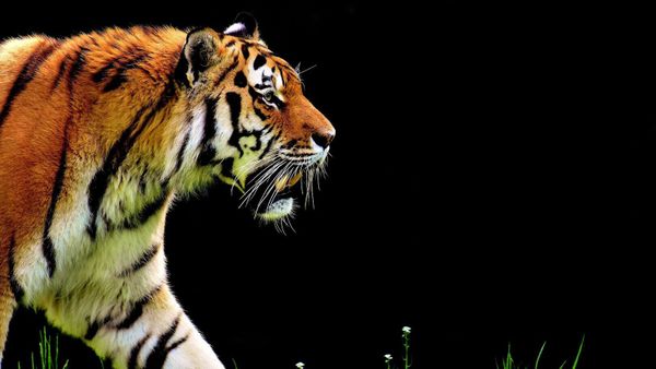 Un tigre errant provoque la pagaille dans une université indienne
