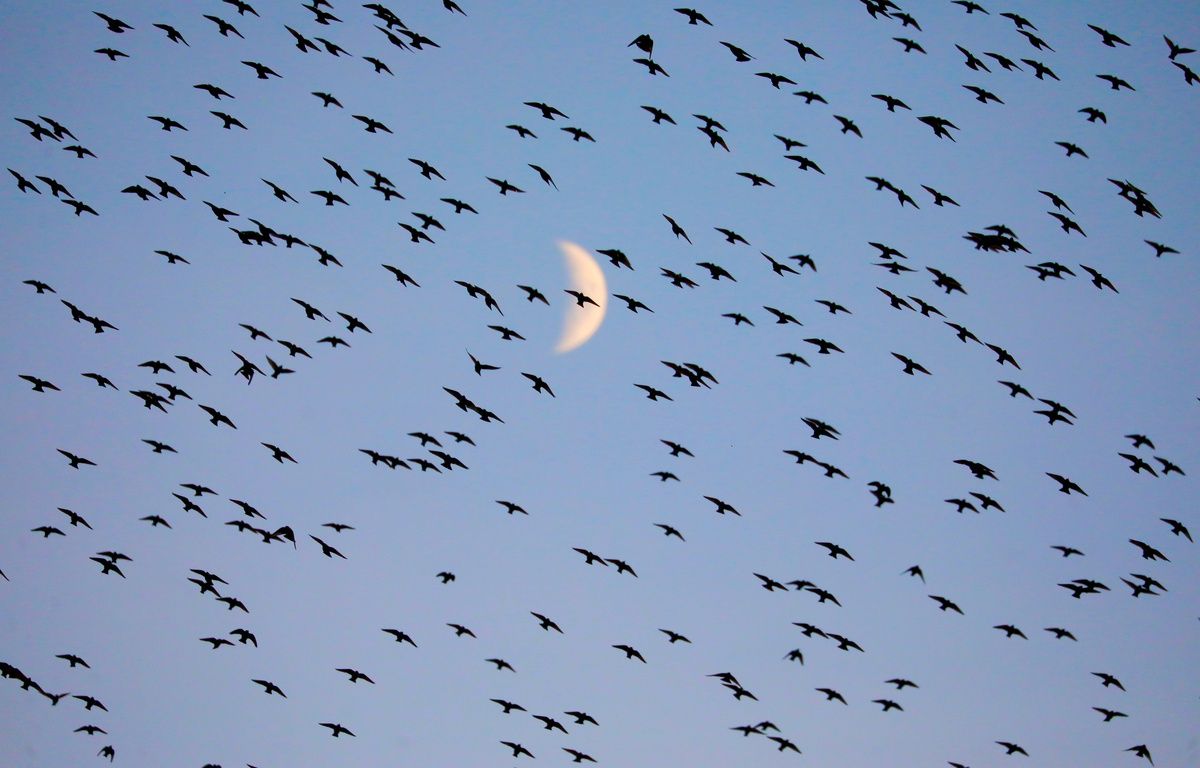 Nantes : Un employé de l’aéroport gravement blessé lors d’une opération d’effarouchement d’oiseaux