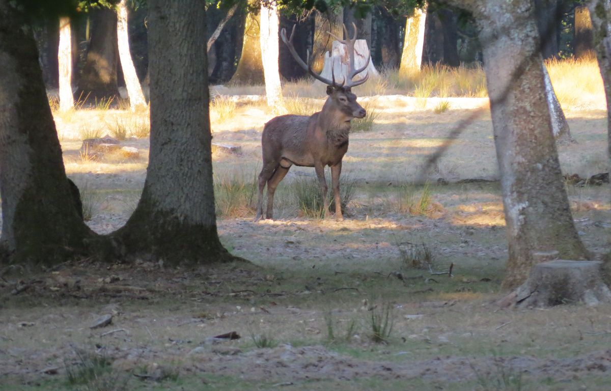 Meuse : Un chasseur à l’arc percuté mortellement par un cerf en pleine battue