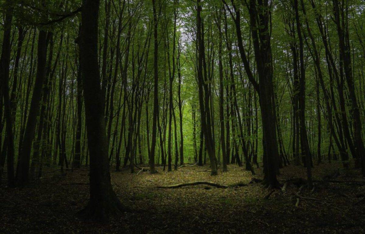 Moselle : En pleine promenade en forêt, deux hommes trouvent le corps pendu d’une femme