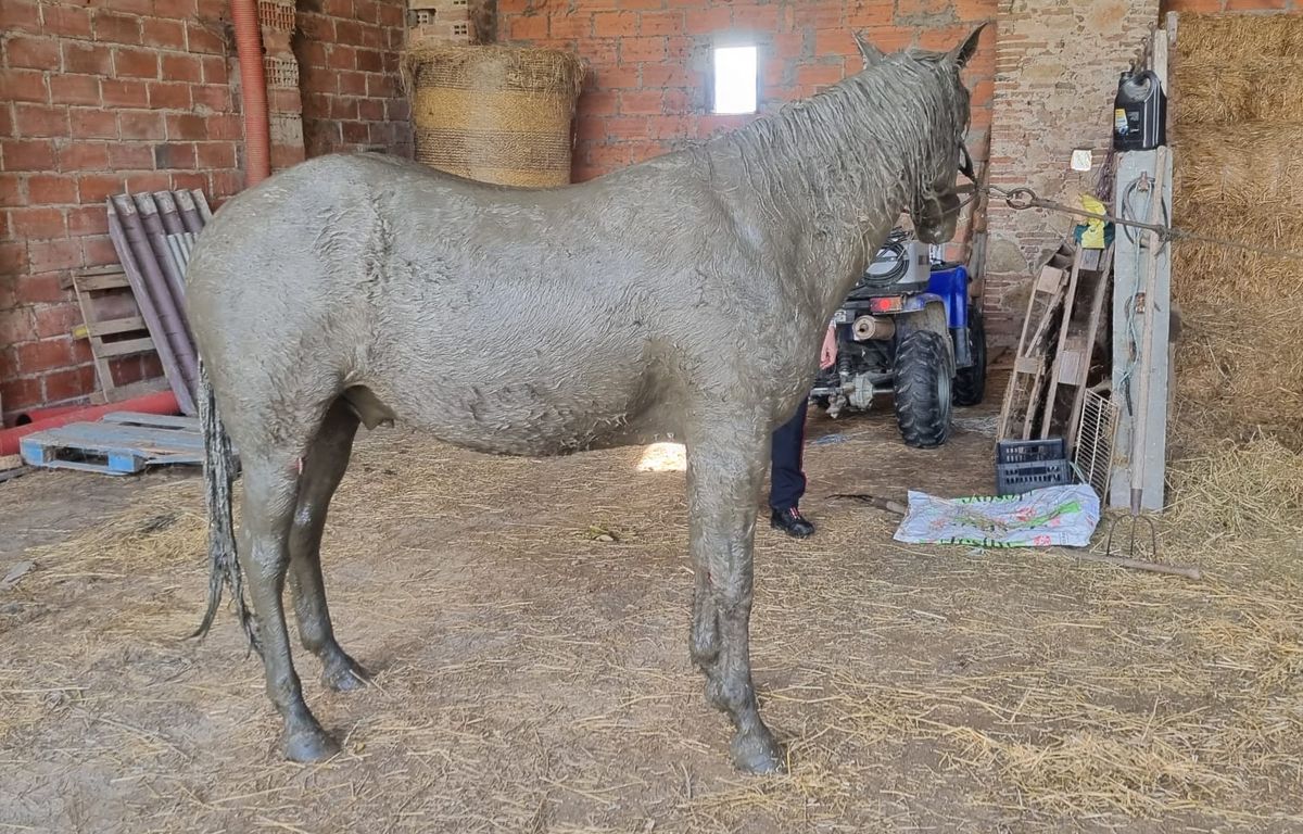 Haute-Garonne : Les pompiers sauvent un cheval coincé dans une fosse septique