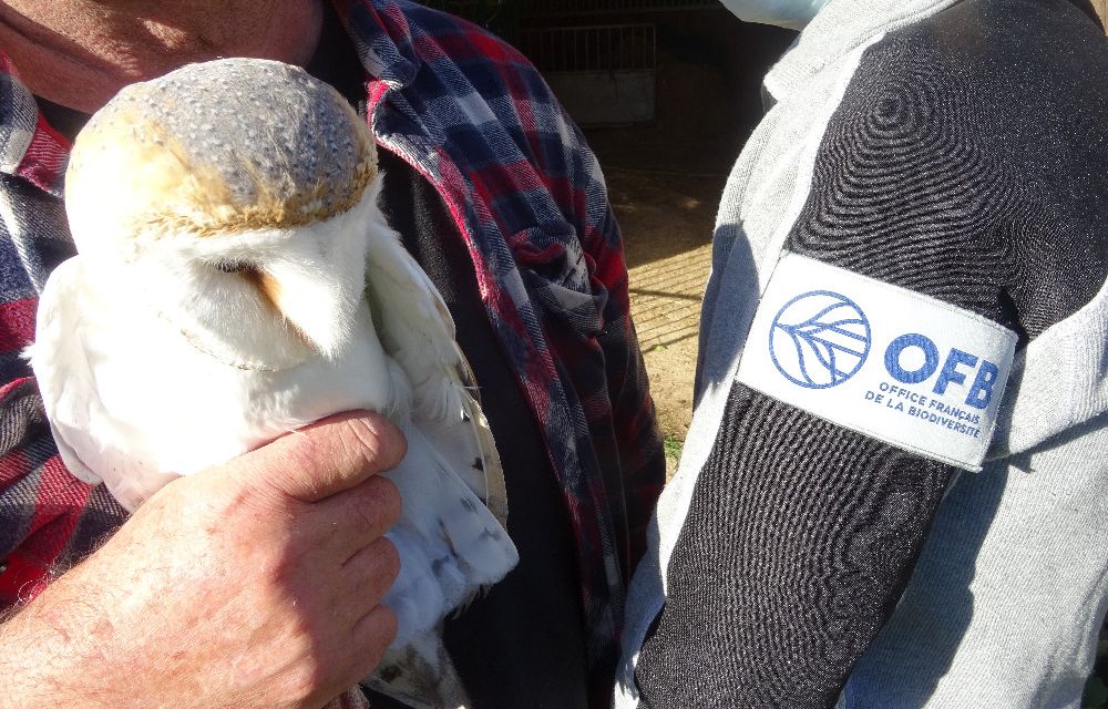 Dordogne : Les gendarmes saisissent 14 rapaces détenus illégalement par des particuliers