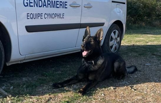 Gard : Un chien de la gendarmerie retrouve la trace d’une randonneuse de 69 ans disparue