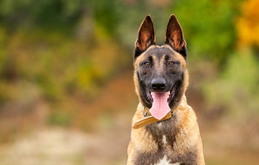 Haute-Garonne : Un chasseur poursuivi après avoir abattu de deux balles un chien errant qui était rentré dans sa voiture