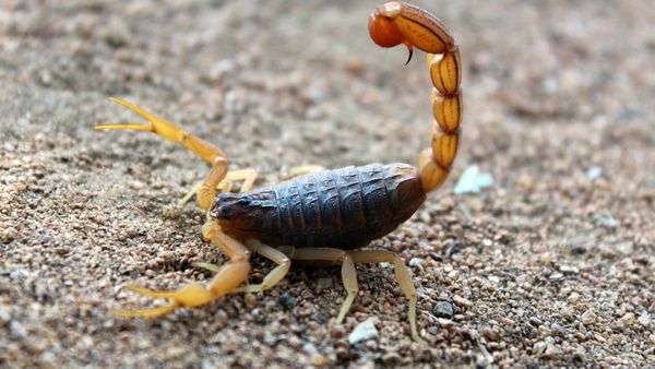 Il se fait mordre par un scorpion pendant ses vacances, une effrayante réaction laisse craindre le pire