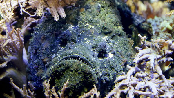 Piquée par un poisson lors de sa lune de miel, elle le paie encore des semaines plus tard