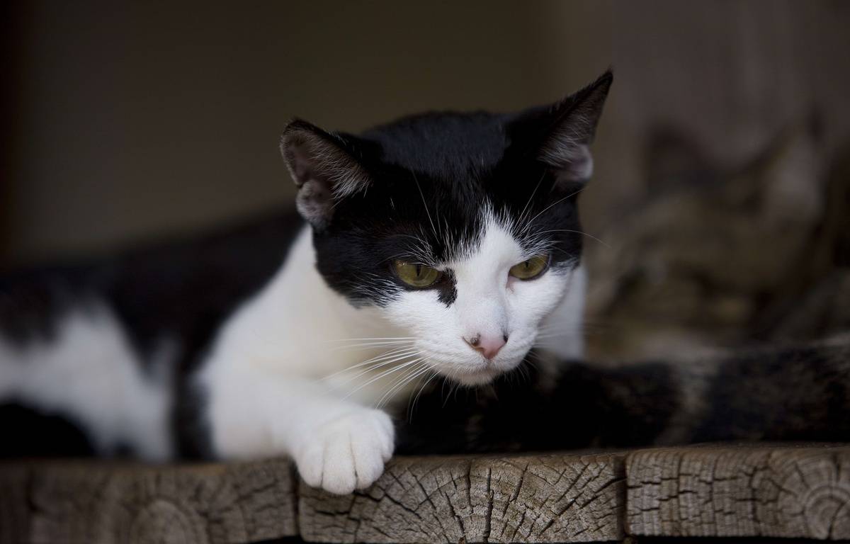 Ille-et-Vilaine : Plusieurs chats tués avec le « même mode opératoire » dans une petite commune