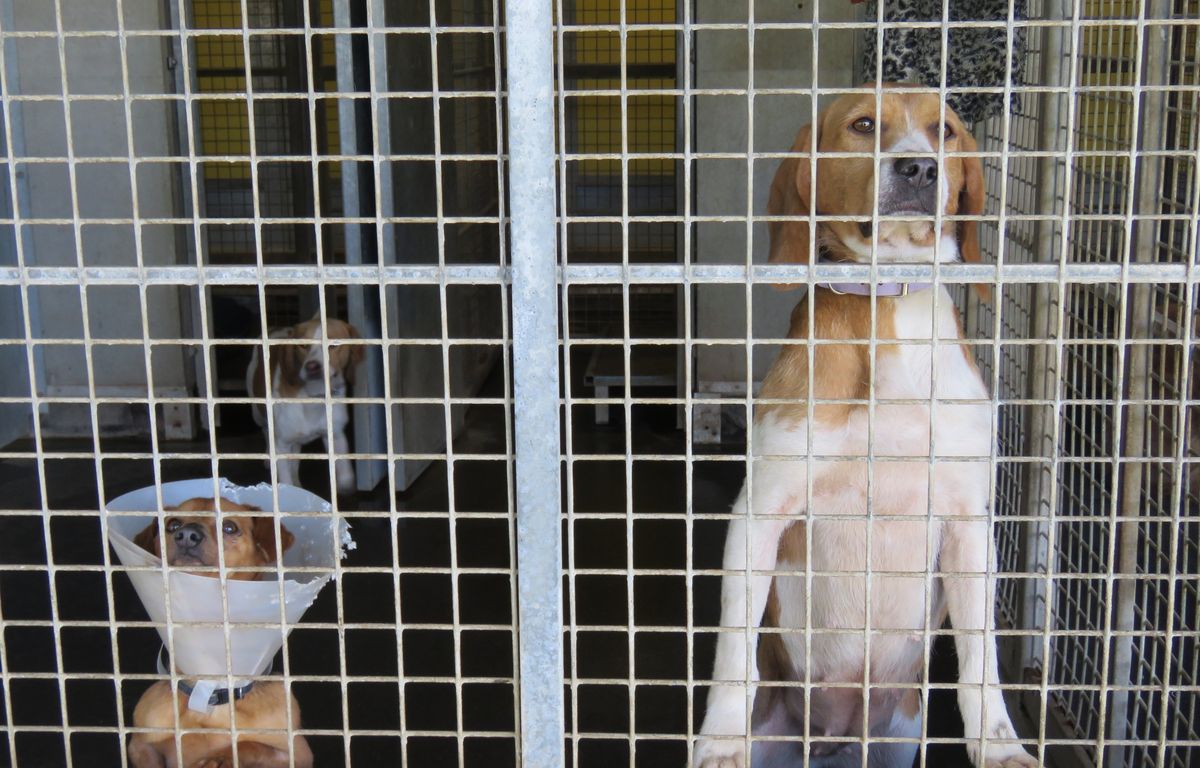 Vendée : Dix chiens périssent dans l’incendie d’un élevage canin