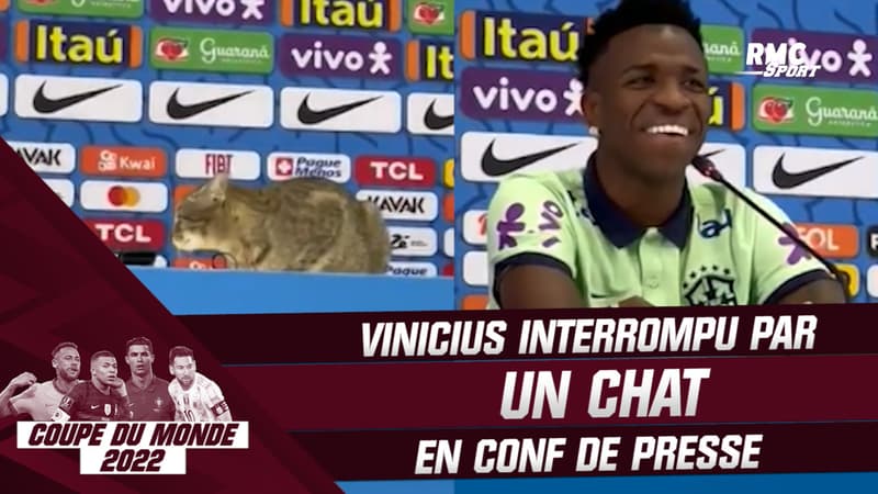 Coupe du monde 2022 : Vinicius interrompu par un chat en conférence de presse