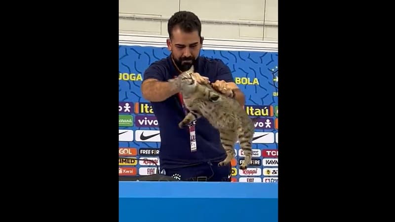 Coupe du monde 2022: un chat perturbe la conférence de presse de Vinicius… et est dégagé sans ménagement