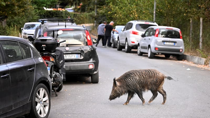 Prolifération des sangliers: l’Italie autorise la capture et l’abattage d’animaux sauvages, même en ville
