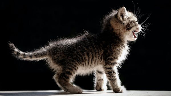 Il se fait mordre par son chaton et en paie le prix fort… quatre ans plus tard