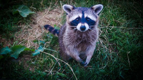 Un raton laveur s’acharne sur sa fille de 5 ans, elle lui met une raclée mémorable