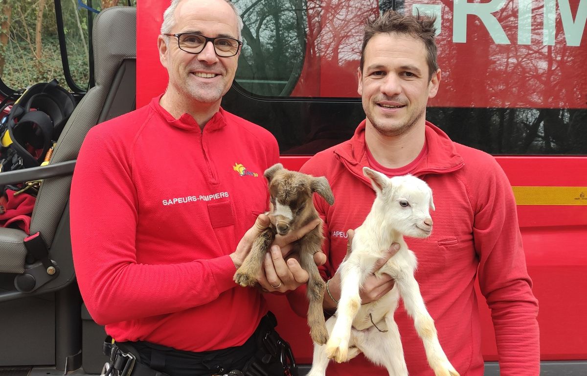 Gard : Les pompiers sauvent des chevreaux d’à peine une semaine piégés sous une falaise