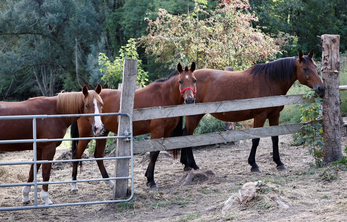 Rennes : Trois chevaux en divagation tués par une voiture