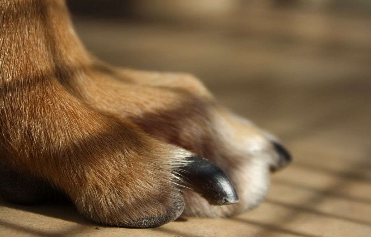 Bas-Rhin : Des lames de rasoir accrochées à des saucisses pour chiens