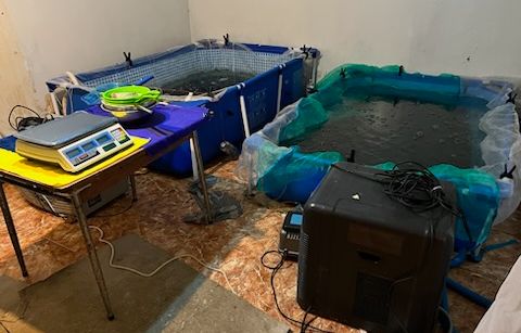 Arcachon : Démantèlement d’un réseau de trafic illégal de civelles, une espèce protégée