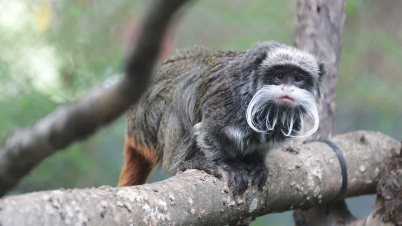 États-Unis: deux singes manquent à l’appel au zoo de Dallas, théâtre de mystérieux méfaits