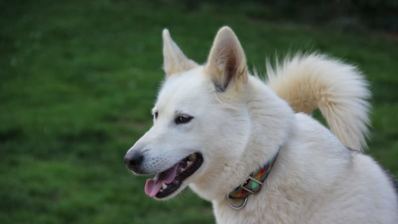 États-Unis: un chien marche sur une arme et tue par balle un chasseur