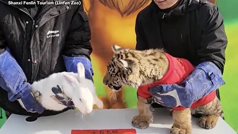 Chine: le passage de l’année du tigre à celle du lapin a pris une mauvaise tournure dans ce zoo