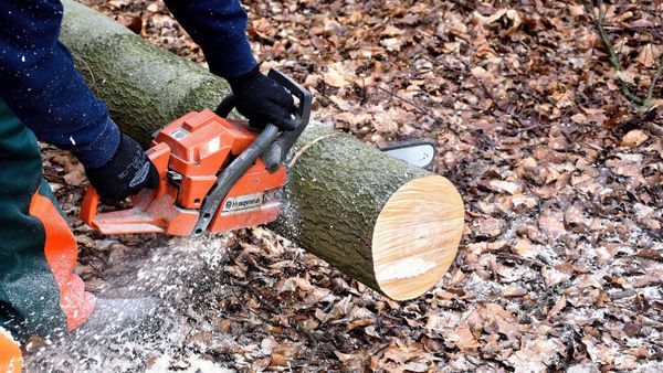 “Enfouie dans les mangroves” : l’entreprise d’abattage d’arbres fait une découverte macabre