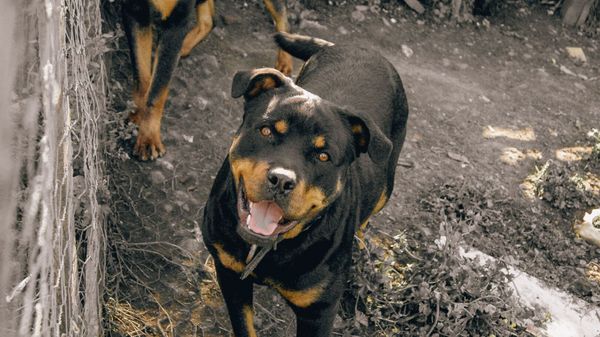 "Ils m’ont mangé" : attaqué par deux molosses en plein footing, un joggeur lutte désespérément pour survivre
