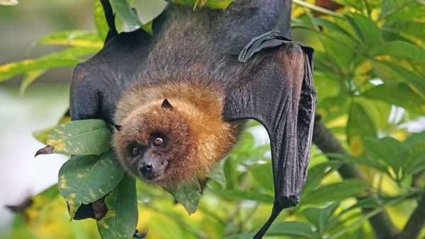 Ils perdent deux de leurs enfants en dix jours après une attaque de chauve-souris