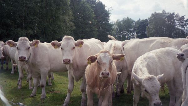 Ils promènent leur chien sans se douter que leur rencontre avec un troupeau de vaches va tourner à la tragédie