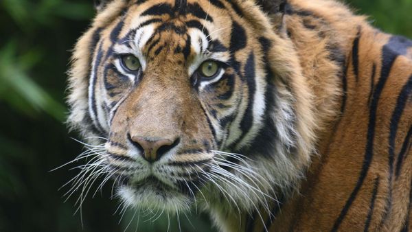 Une scène d’effroi : un dompteur attaqué par un tigre sous le regard horrifié du public